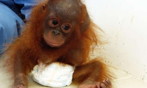 Hjerteskjærende video: - Vi har aldri sett en så ung orangutang oppføre seg som dette