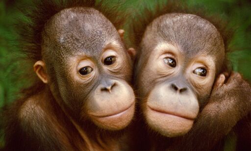 Om få år kan orangutangen være utryddet: - Situasjonen er akutt.