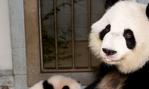 - Pandaen ikke lenger utrydningstruet