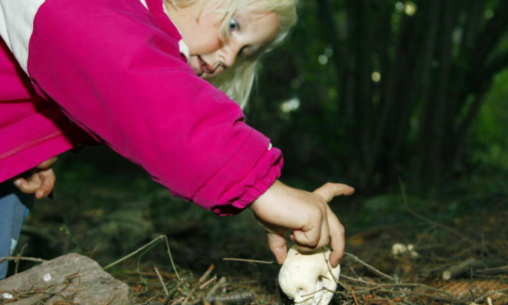 Se de sikre soppene du trygt kan plukke og spise