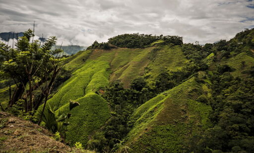 Kokainproduksjonen vokser i Colombia