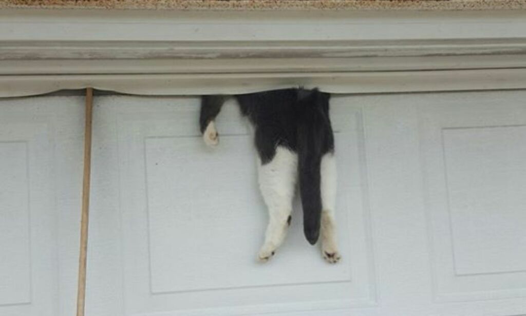 Katten Bella lå på garasjeporten og sov. Det endte slik
