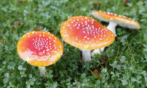 Leirsund 20150918.
Rød fluesopp er en velkjent sopp. Når den er fullt utvokst, er hatten fra ca. 12-15 cm i diameter, i sjeldne tilfeller opp til 30 cm.
Foto: Terje Pedersen / NTB scanpix