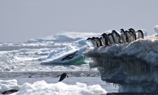 TOPSHOT - This undated handout photograph released by Stony Brook University/ Louisiana State University on March 2, 2018, shows Adélie penguins leaping off an iceberg at Danger Islands, Antarctica.
A thriving "hotspot" of some 1.5 million Adelie penguins has been discovered on the remote Danger Islands in the east Antarctic, surprised scientists announced on March 2, 2018. / AFP PHOTO / Stony Brook University AND Louisiana State University / Rachael Herman / RESTRICTED TO EDITORIAL USE - MANDATORY CREDIT "AFP PHOTO / Rachael Herman/Stony Brook University/ Louisiana State University
" - NO MARKETING NO ADVERTISING CAMPAIGNS - DISTRIBUTED AS A SERVICE TO CLIENTS