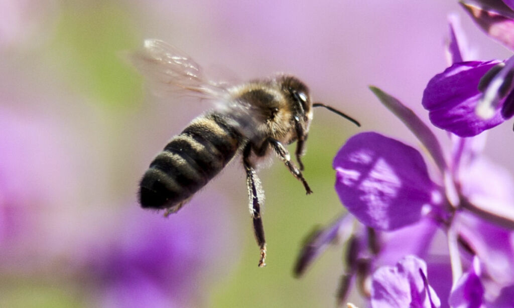 Verdens insekter, planter, dyr og mennesker går en dyster framtid i møte