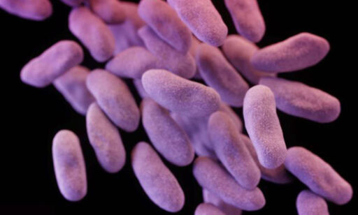 Superbakterie påvist i USA er resistent mot selv den siste tilgjengelige antibiotika-typen