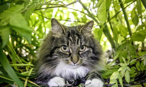 Slik er katten Astrids hemmelige liv