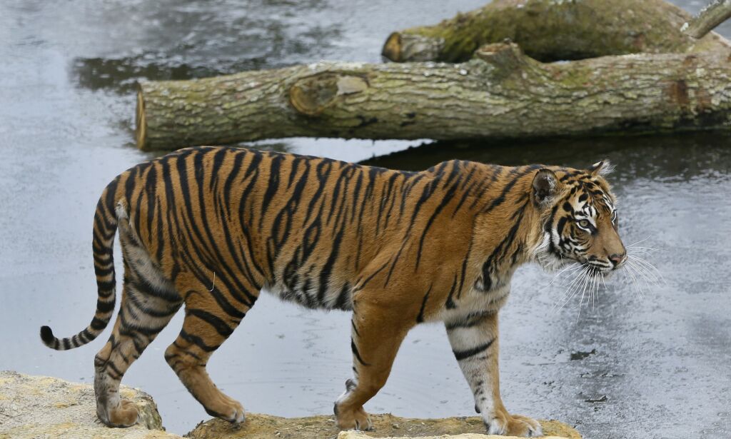 Tiger-tragedie i dyrepark i London