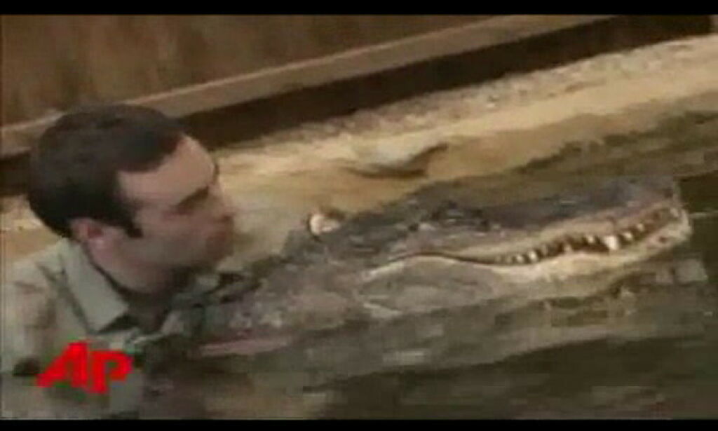 Bestevenn med alligator