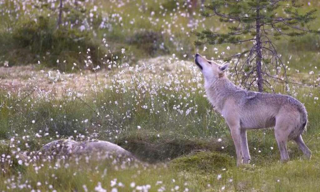 Den norske ulvebestanden er truet av innavl - og ulovlig snikjakt